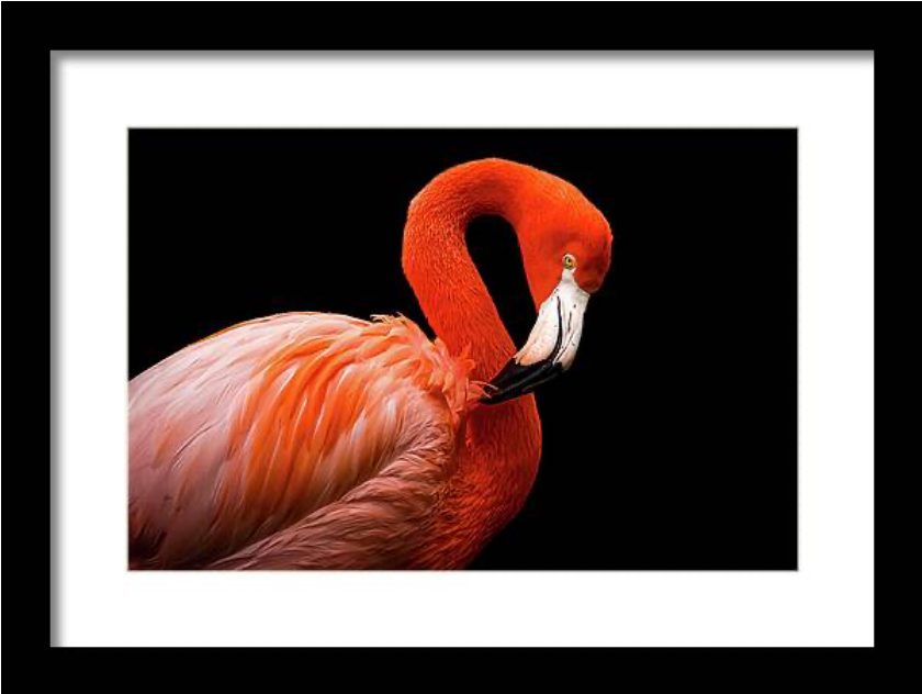 Flamingo Model on Black Framed