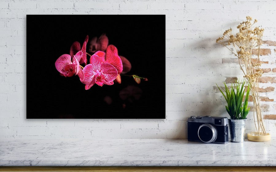 Orchid in Black - Canvas Print