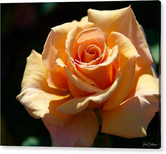 Stunning Peach Rose - Acrylic Print