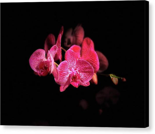 Orchid in Black - Canvas Print