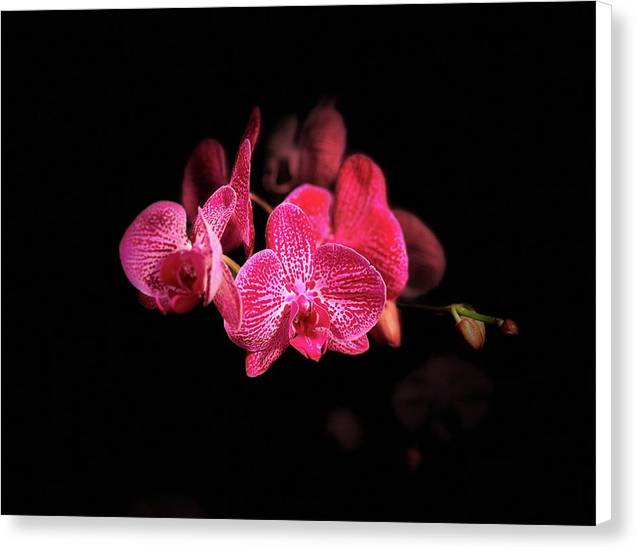 Orchid in Black - Canvas Print