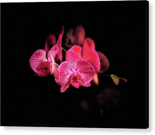 Orchid in Black - Acrylic Print