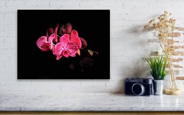 Orchid in Black - Acrylic Print