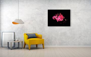 Orchid in Black - Acrylic Print