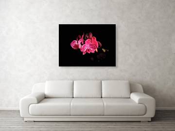 Orchid in Black - Acrylic Print