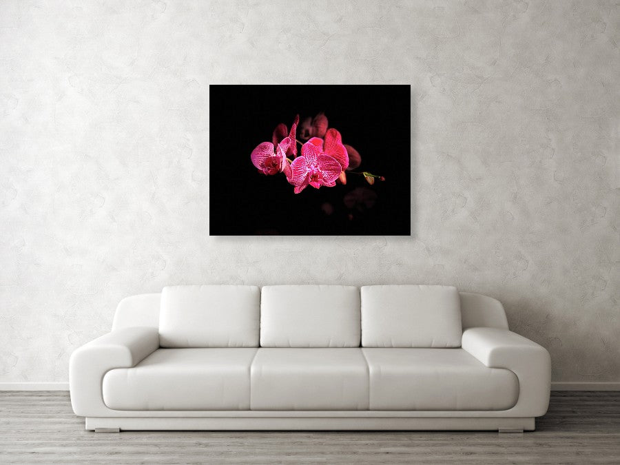 Orchid in Black - Canvas Print