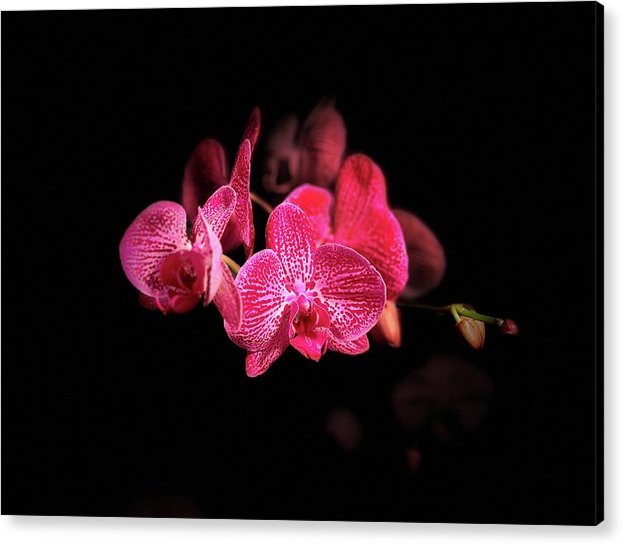 Orchid in Black - Acrylic Print