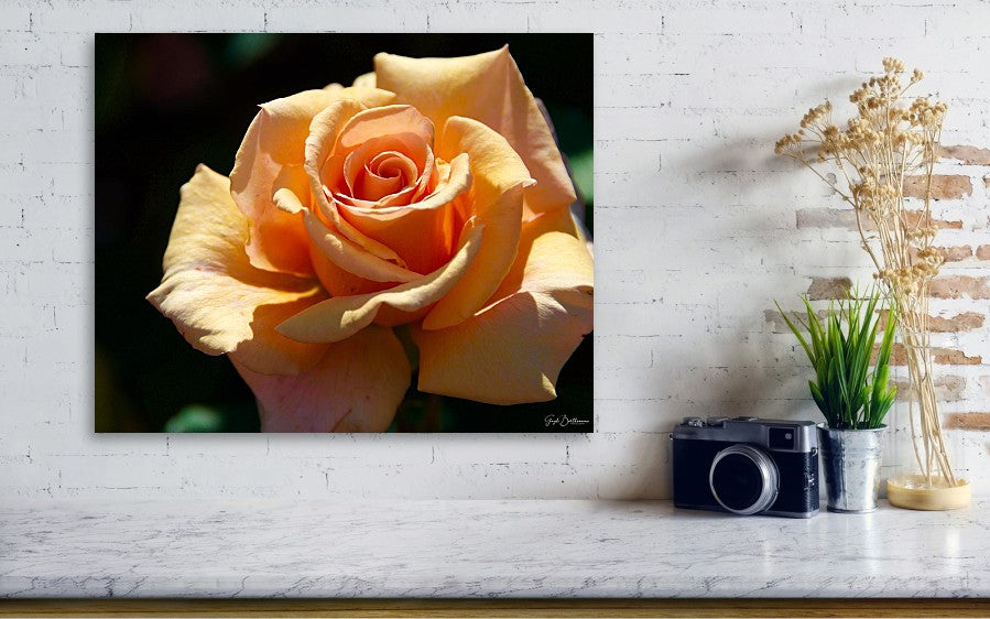 Stunning Peach Rose - Acrylic Print