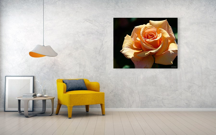 Stunning Peach Rose - Acrylic Print