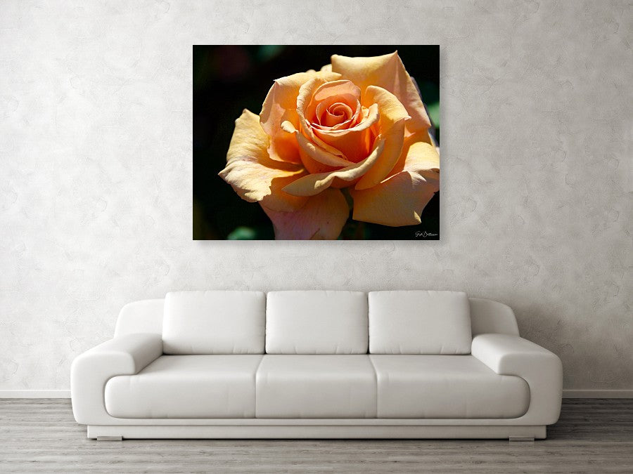 Stunning Peach Rose - Acrylic Print