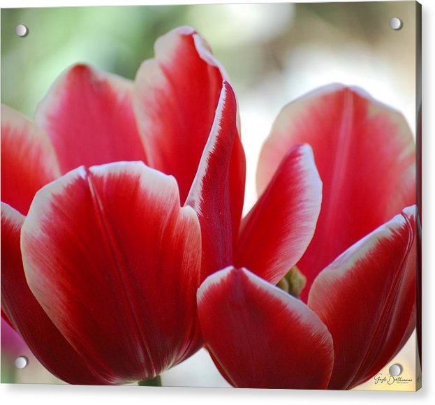 Tulips in Sweden - Acrylic Print