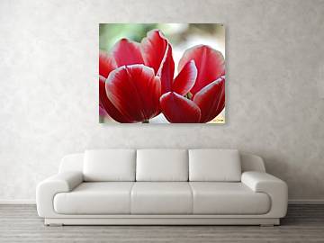 Tulips in Sweden - Acrylic Print