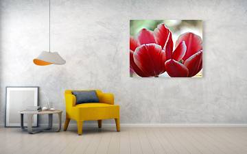 Tulips in Sweden - Acrylic Print